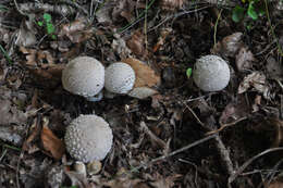 Image of Lycoperdon mammiforme Pers. 1801