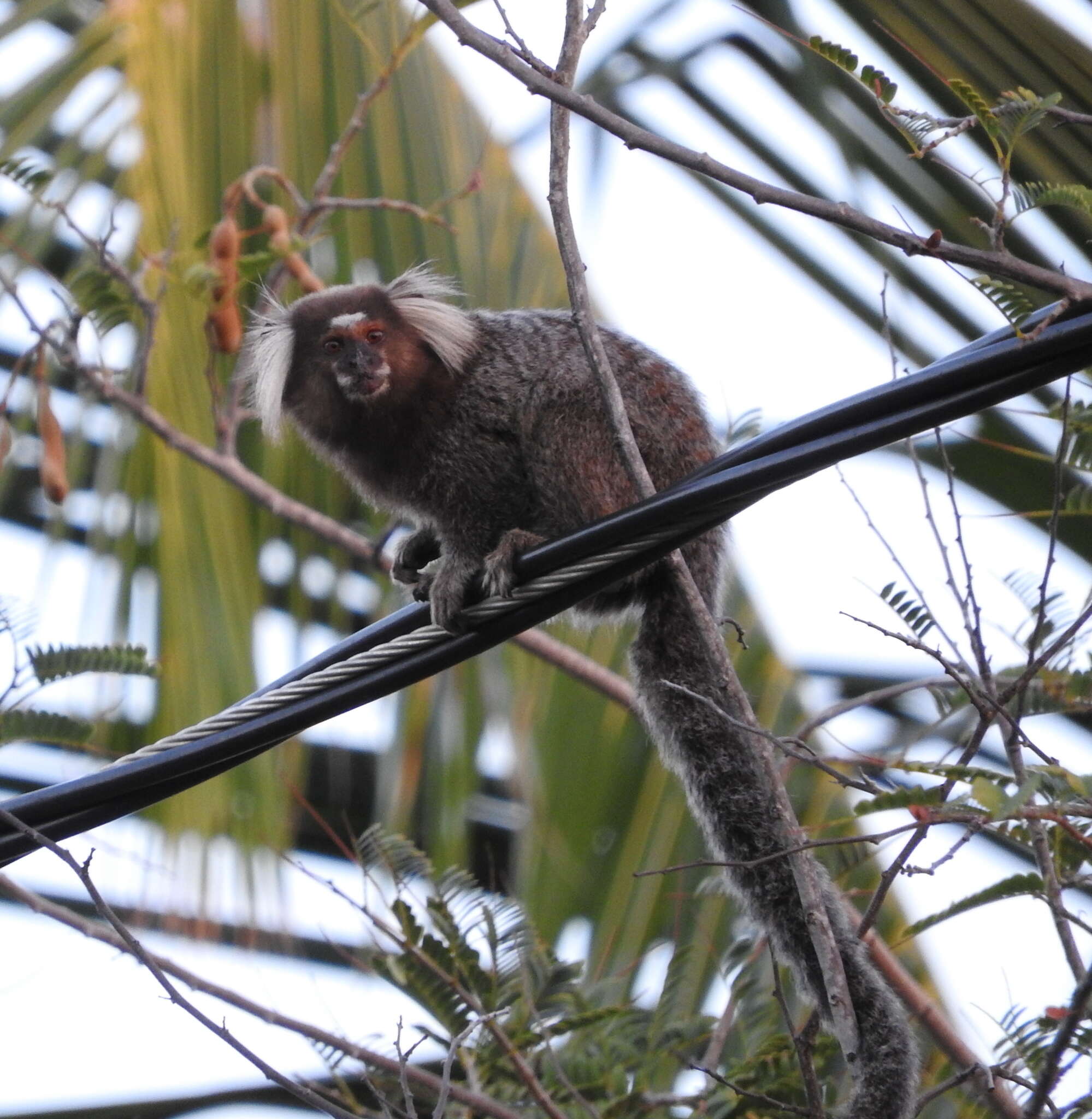 Image of Common Marmoset