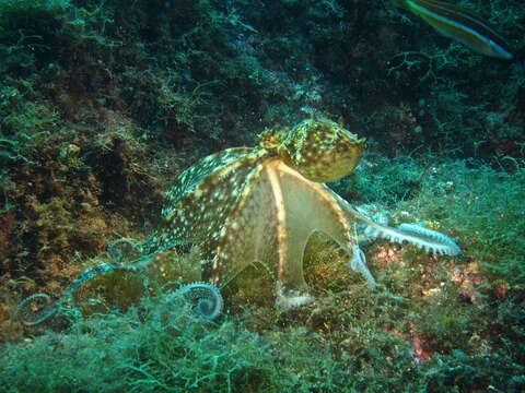 Image of spider octopus