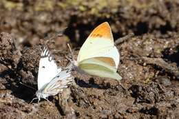 Imagem de Teracolus subfasciatus Swainson 1833