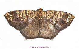 Image of Nematocampa completa Warren 1904