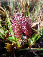 Image of arctic willow