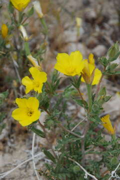 Image of pinyon blazingstar