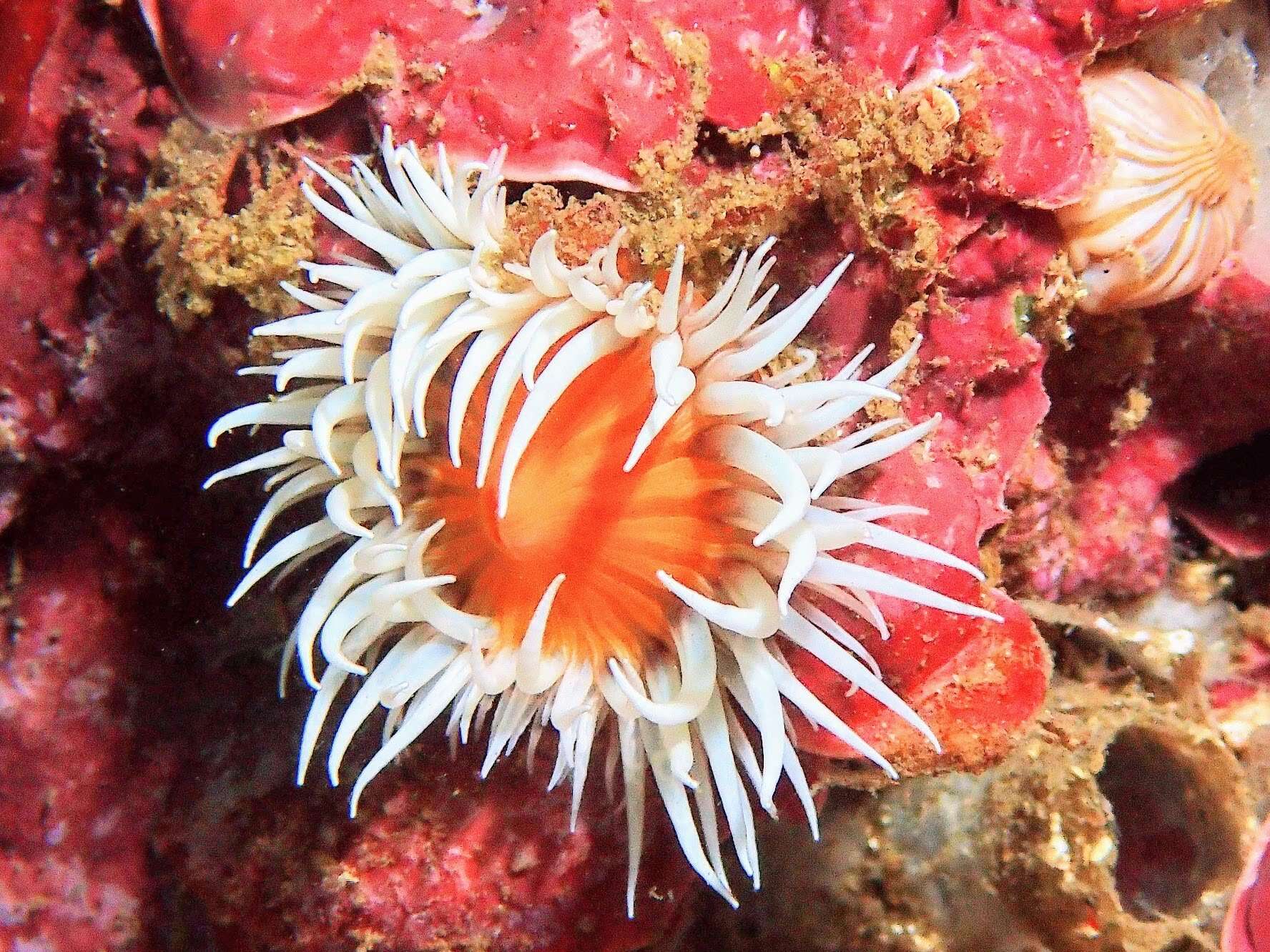 Image of thenarian burrowing anemones