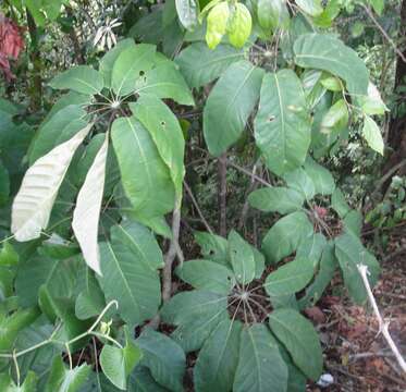 صورة Schefflera morototoni (Aubl.) Maguire, Steyerm. & Frodin