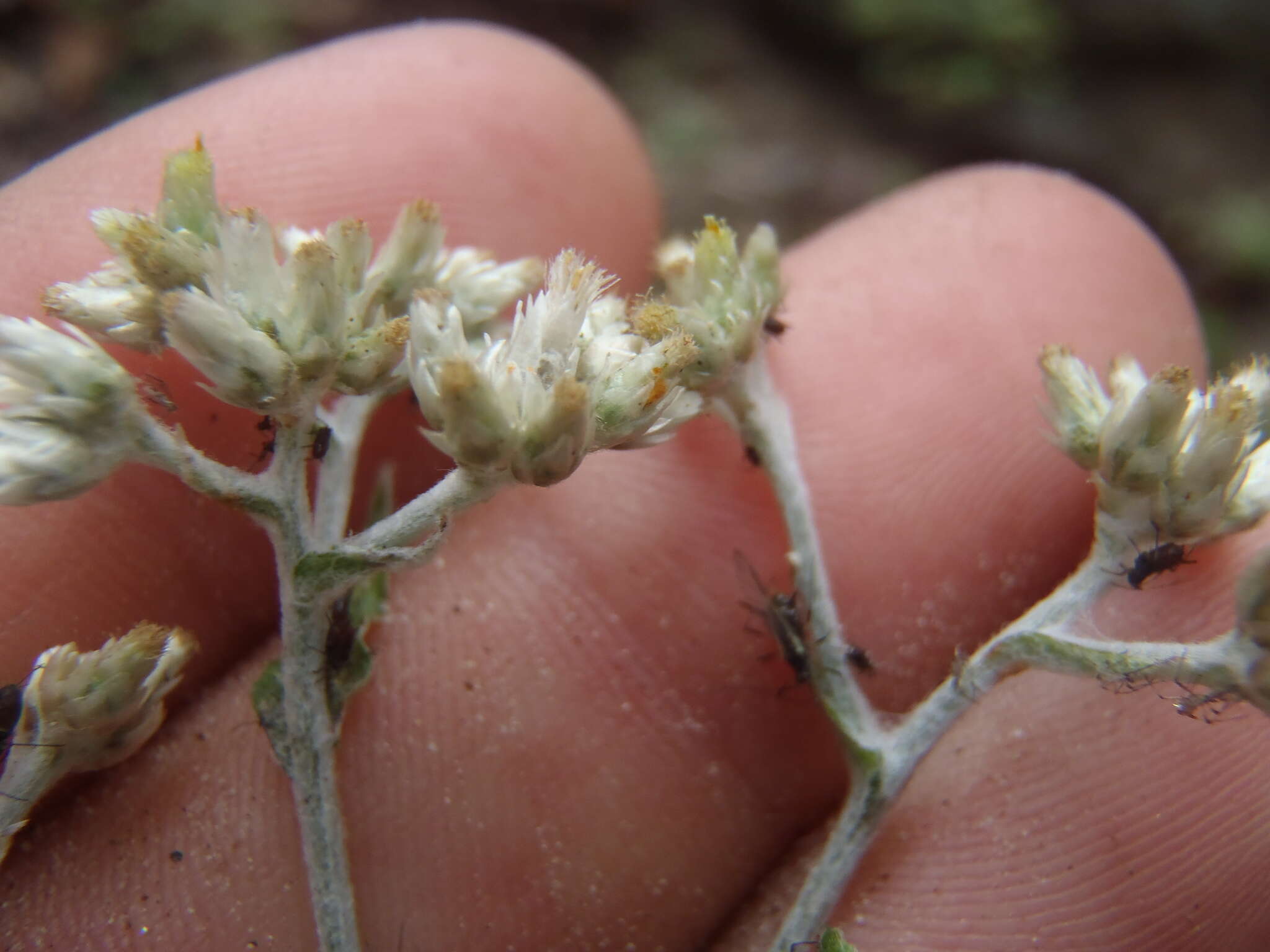 Image de Pseudognaphalium pringlei (A. Gray) A. A. Anderberg