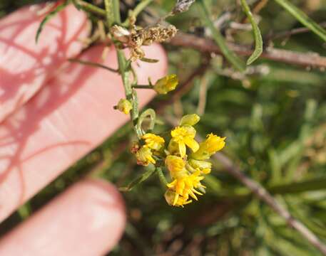 Image of San Joaquin snakeweed