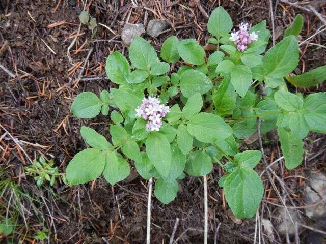 Image of Scouler's Valerian