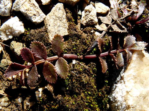 Imagem de Gingidia haematitica Heenan