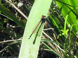 Image of Oxyagrion terminale Selys 1876