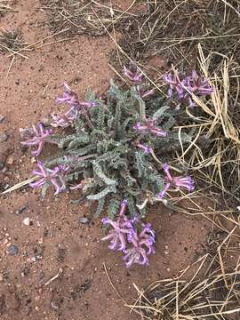 Image of woolly locoweed