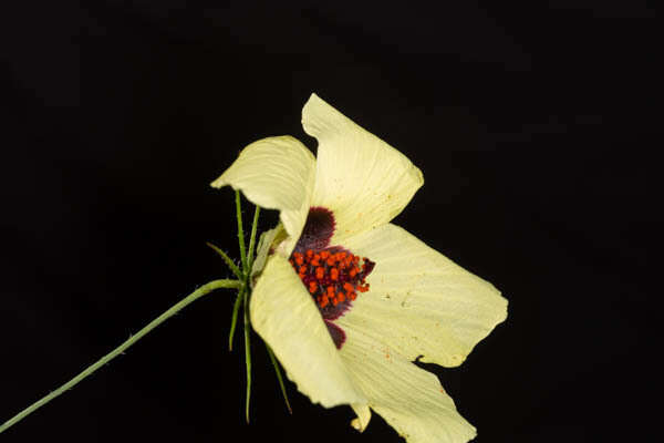 Image de Hibiscus caesius Garcke
