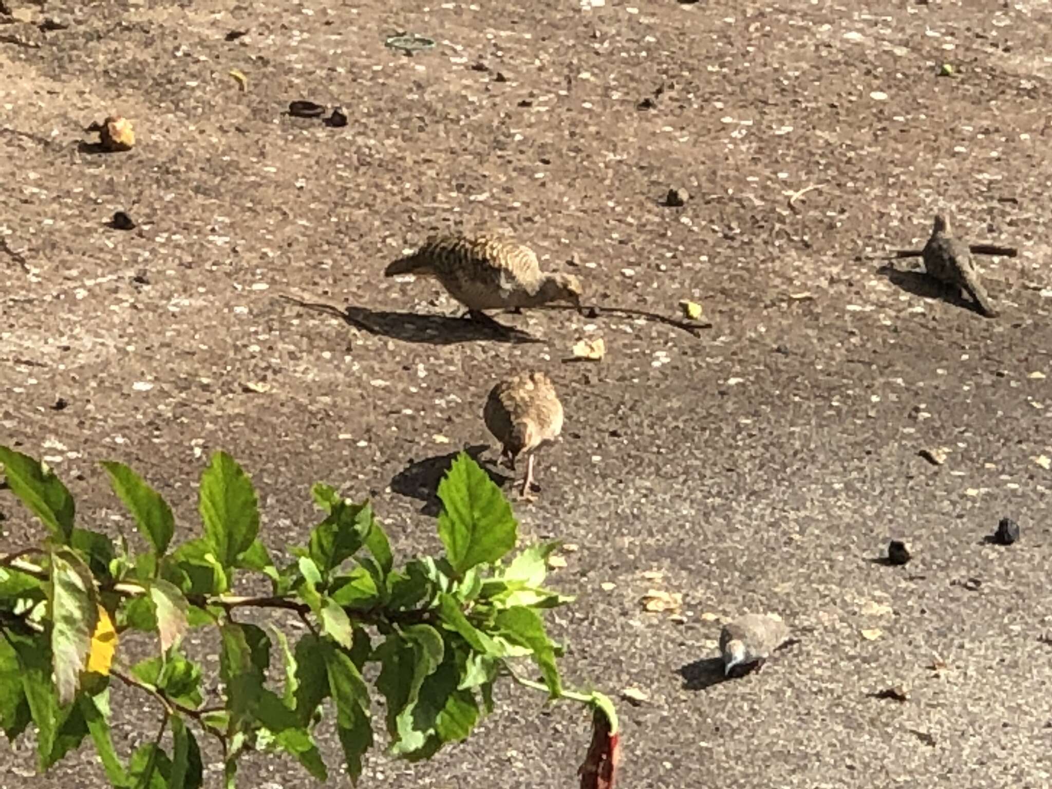 Image of Grey Francolin