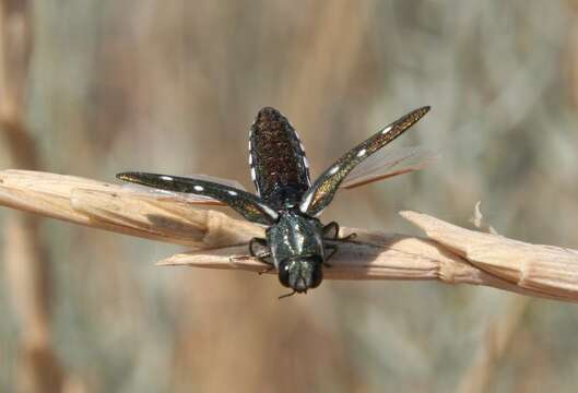 Image of Agrilus walsinghami Crotch 1873