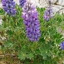 Sivun Lupinus nootkatensis var. fruticosus Sims kuva