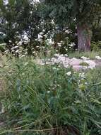 Image of Achillea inundata Kondrat.