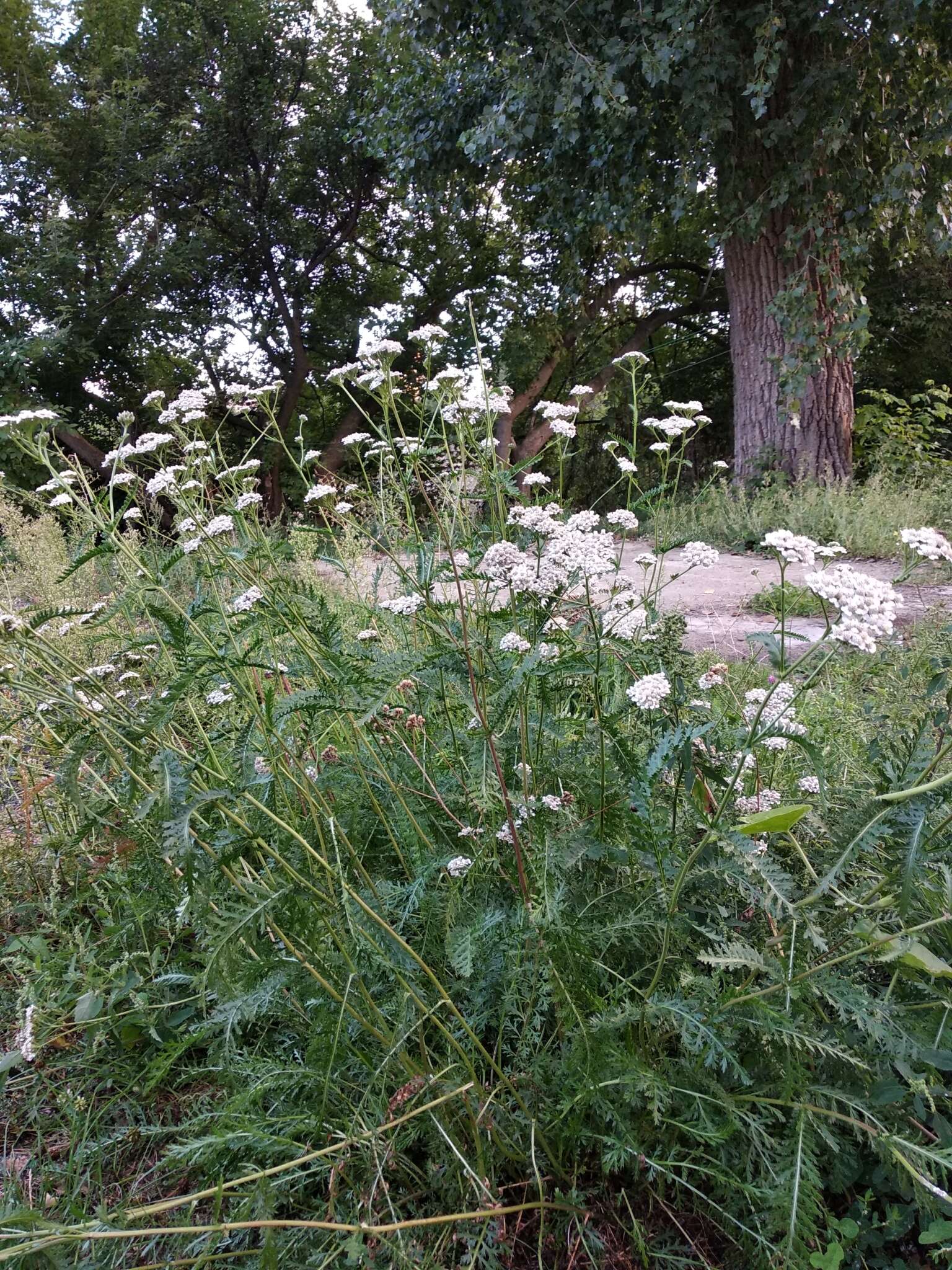 Image of Achillea inundata Kondrat.