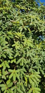 صورة Tabebuia bahamensis (Northr.) Britton