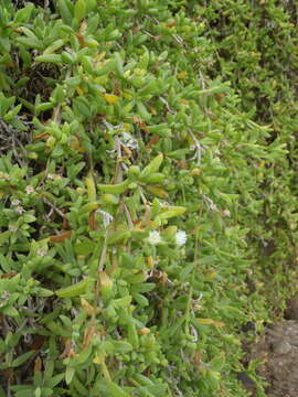 Image of Delosperma