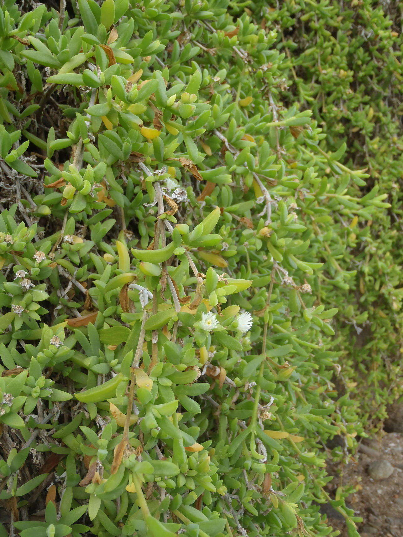 Imagem de Delosperma litorale (Kensit) L. Bol.