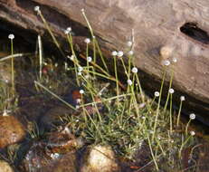 Sivun Eriocaulon aquaticum (Hill) Druce kuva