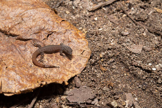 Image of Sphaerodactylus poindexteri Mccranie & Hedges 2013