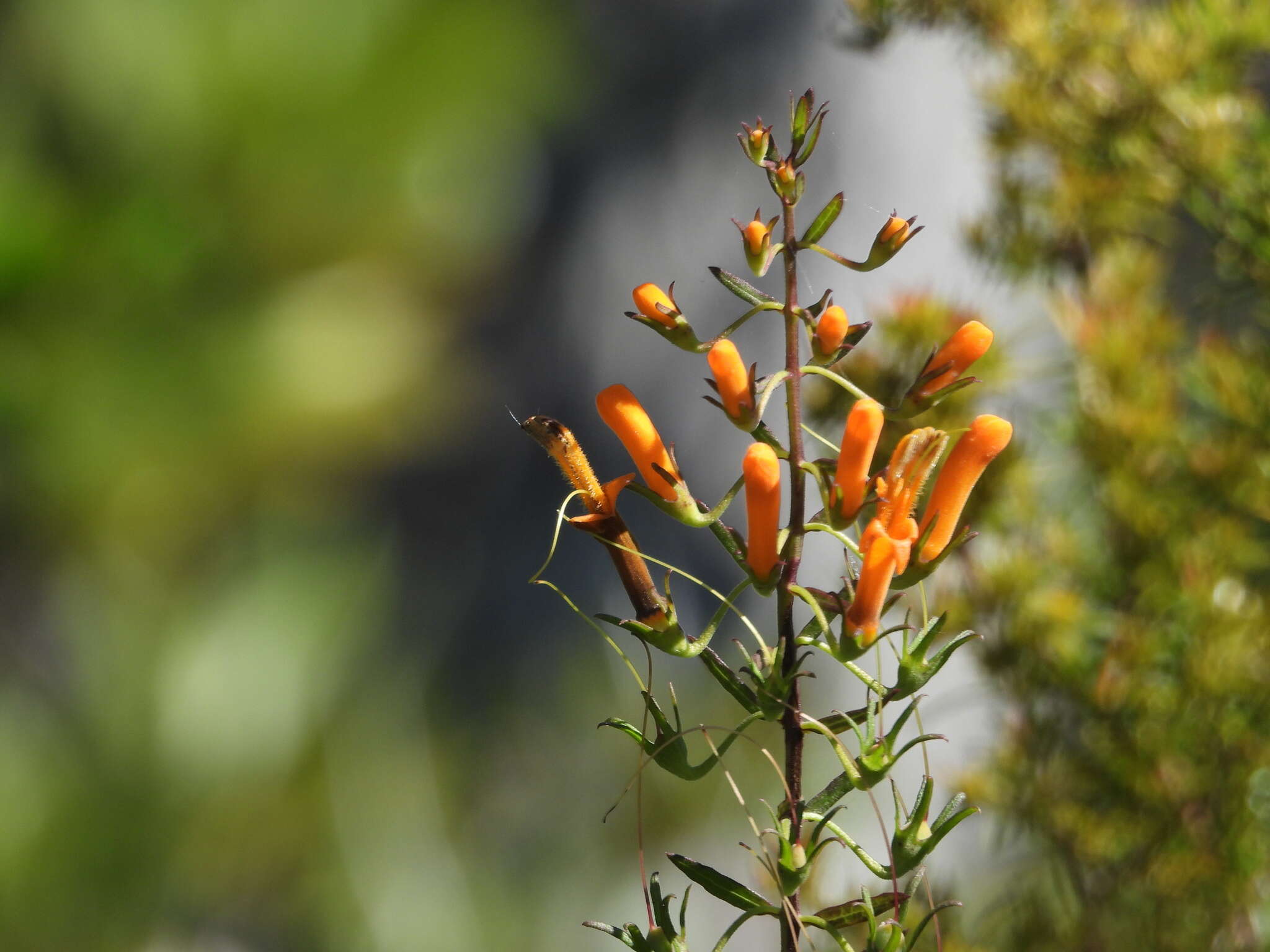 Image of Flameflower