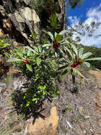 Sivun Ficus asperula Bur. kuva