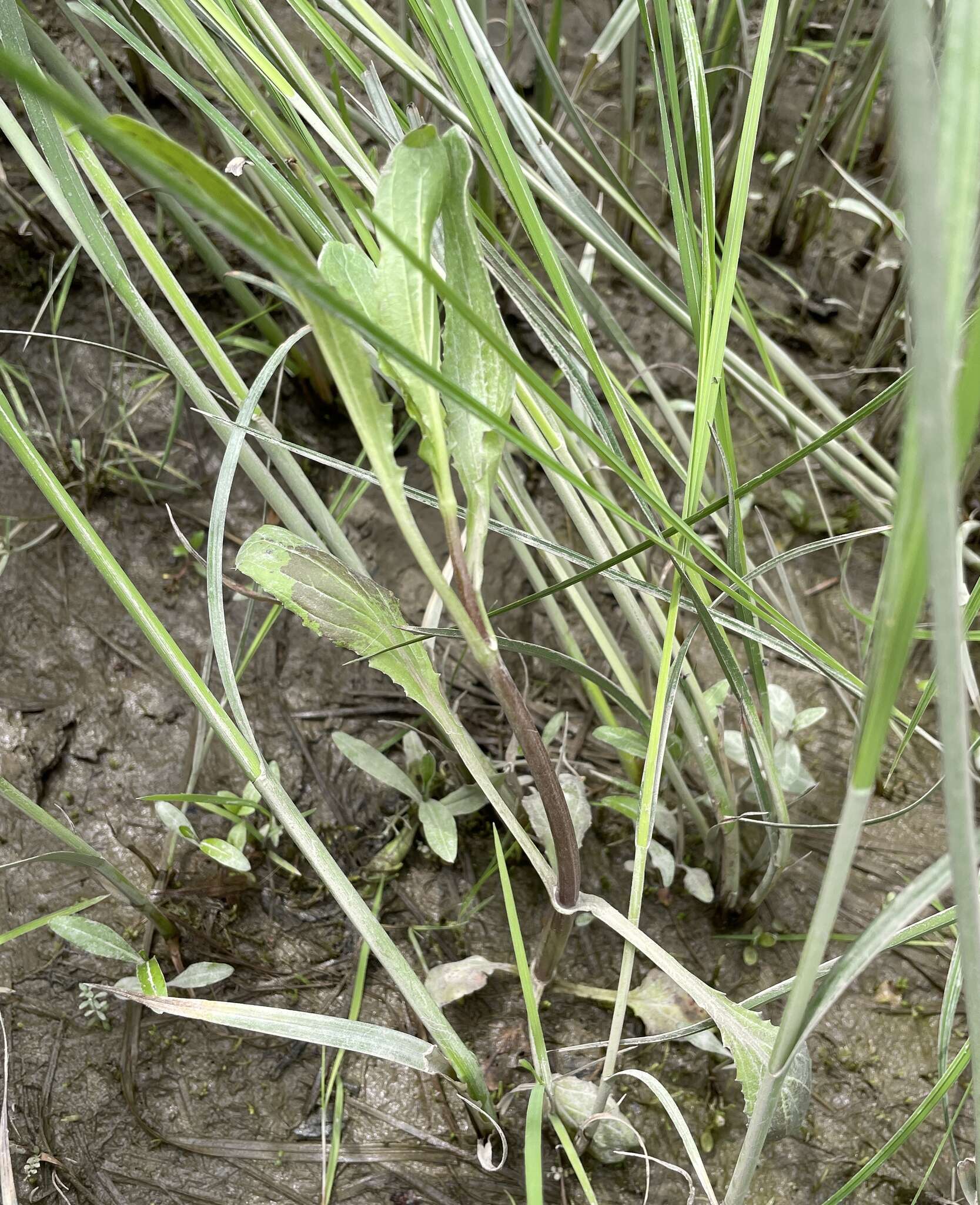 Image of Erythranthe scouleri (Hook.) G. L. Nesom