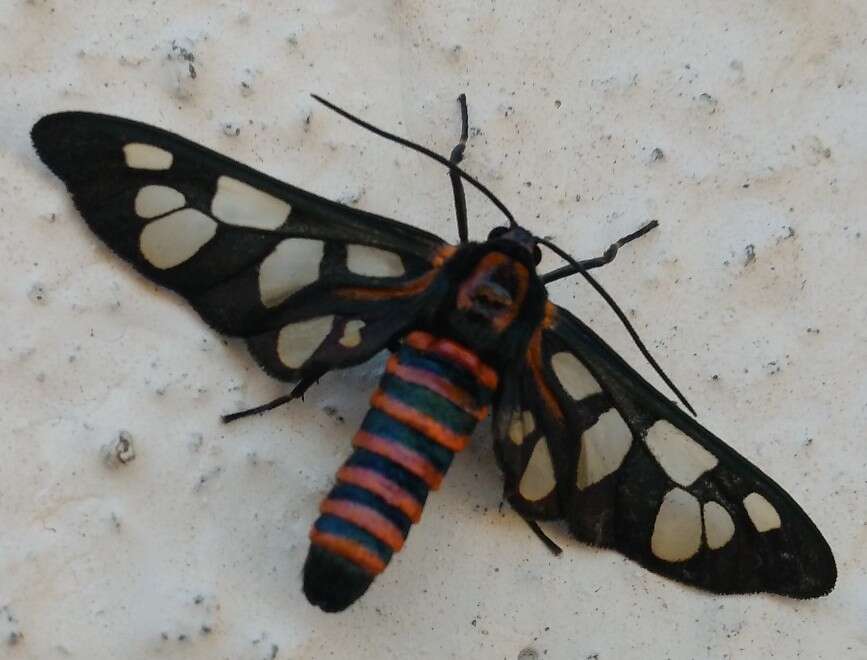 Imagem de Amata passalis Fabricius