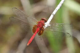 Image of Erythemis carmelita Williamson 1923