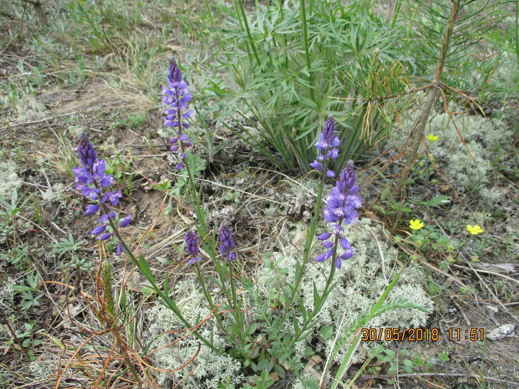 Image of Polygala comosa subsp. comosa