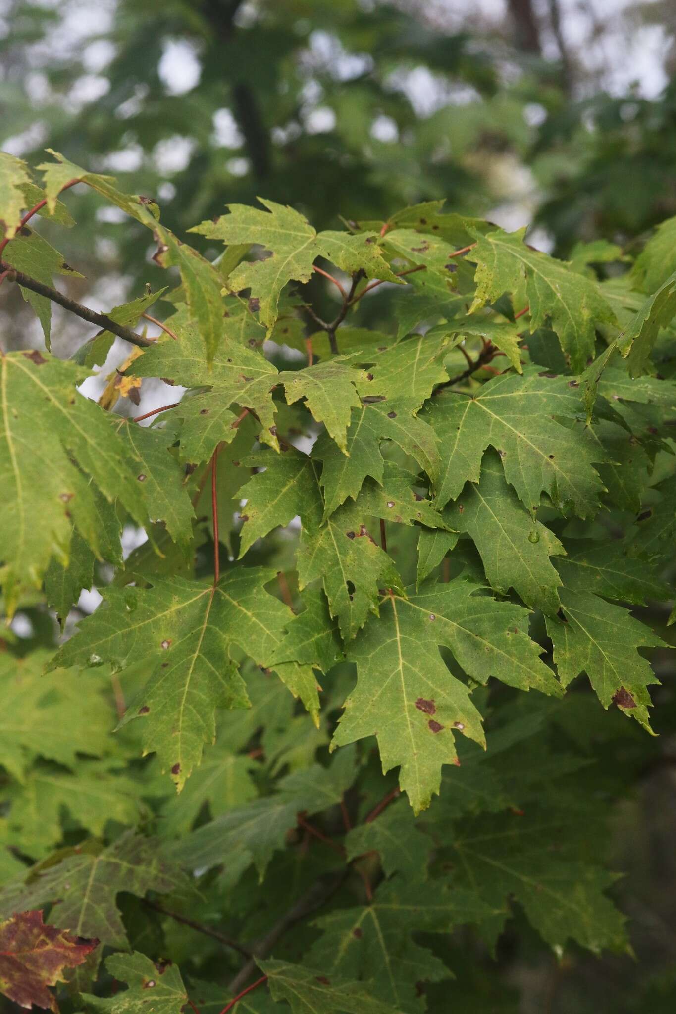 صورة Acer freemanii E. Murray