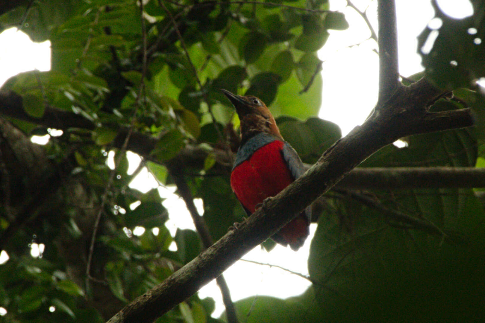 Erythropitta palliceps (Brüggemann 1876)的圖片