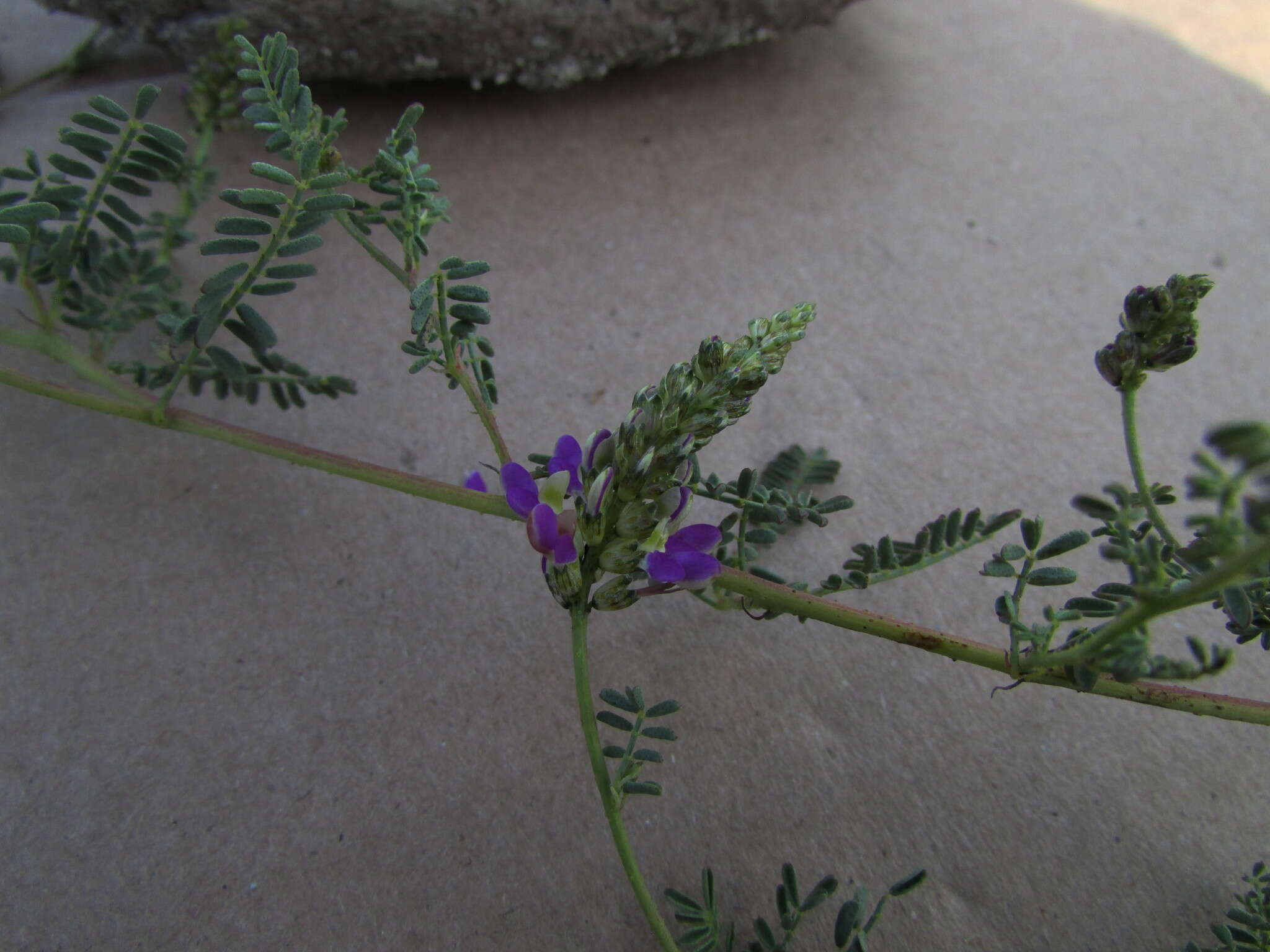 Plancia ëd Dalea bicolor var. naviculifolia (Hemsl.) Barneby