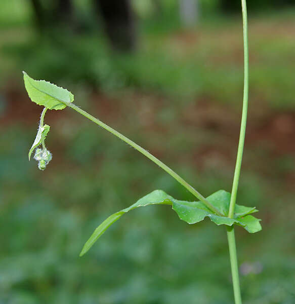 Image of lilac tasselflower