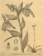Image of Lindley's Phragmipedium