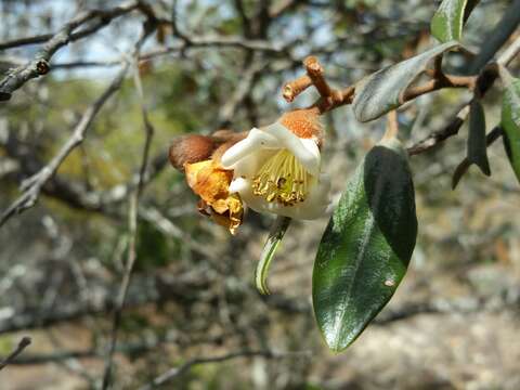 صورة Sarcolaena oblongifolia F. Gérard