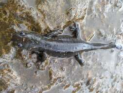 Image of Ambystoma granulosum Taylor 1944