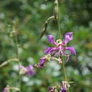 Image de Clarkia borealis subsp. borealis