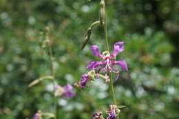 Plancia ëd Clarkia borealis subsp. borealis