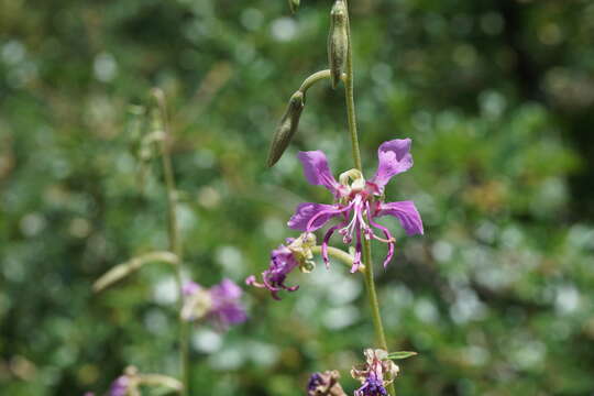 Plancia ëd Clarkia borealis subsp. borealis