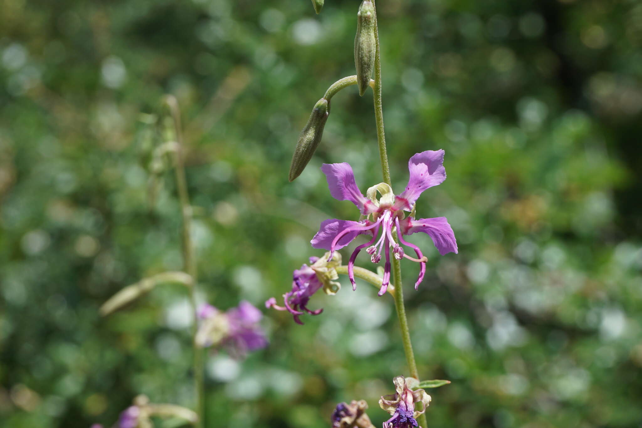 Image of northern clarkia