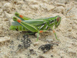 Image of Hesperotettix viridis viridis (Thomas & C. 1872)