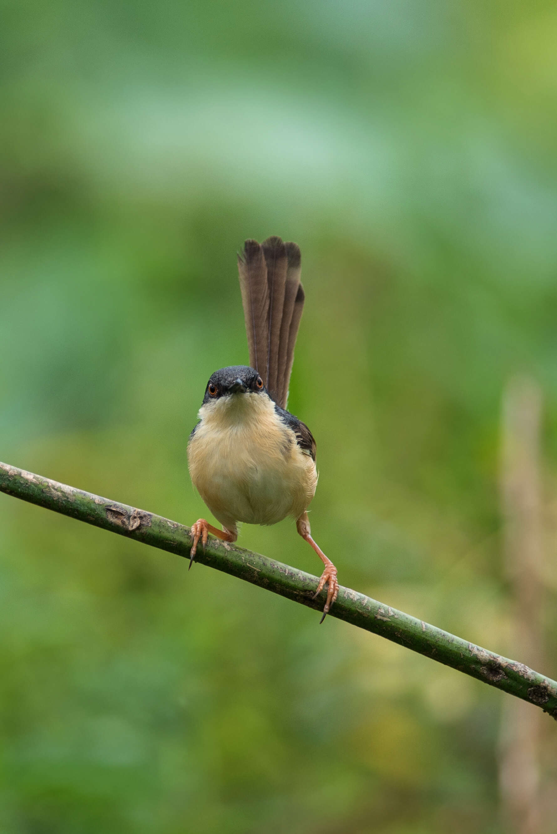 Image of Ashy Prinia