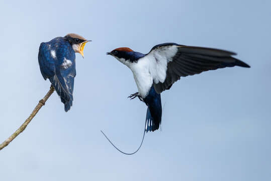 Image of Wire-tailed Swallow