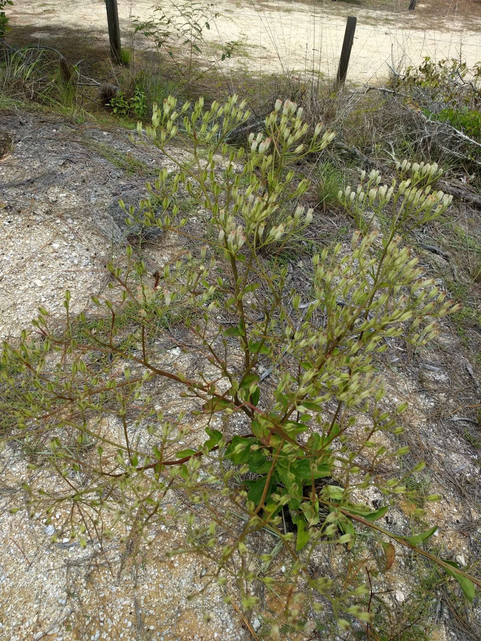 Image of Florida Indian plantain