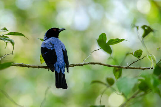 Image of Fairy-bluebird