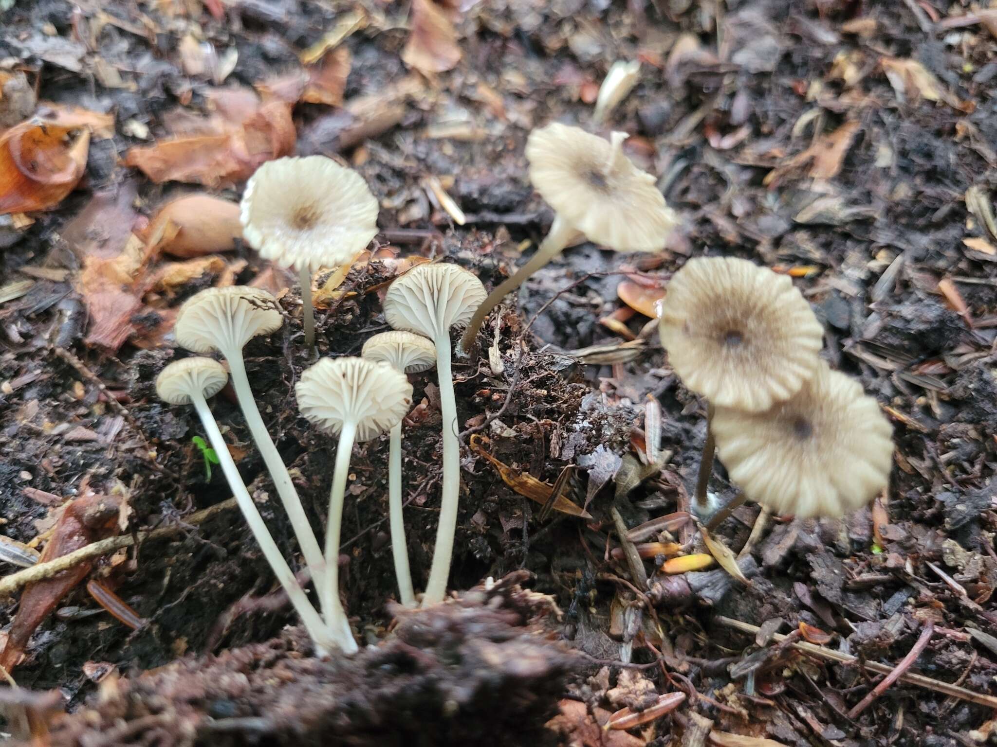 Image of Entoloma watsonii (Peck) Noordel. 2008