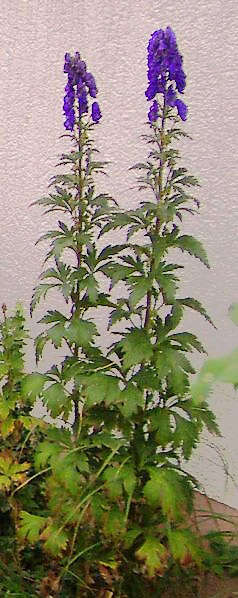 Image of Carmichael's monkshood